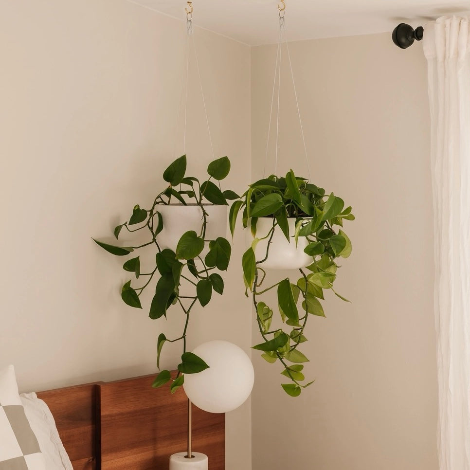 Hudson + Oak Hanging Planter