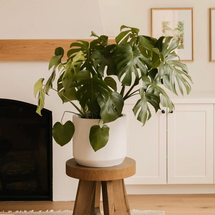 Hudson + Oak Carver Low Cylinder Planter