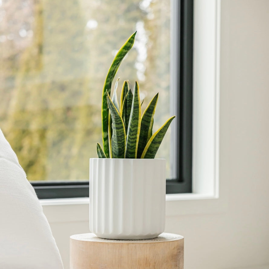 Hudson + Oak Scallop Cylinder Planter