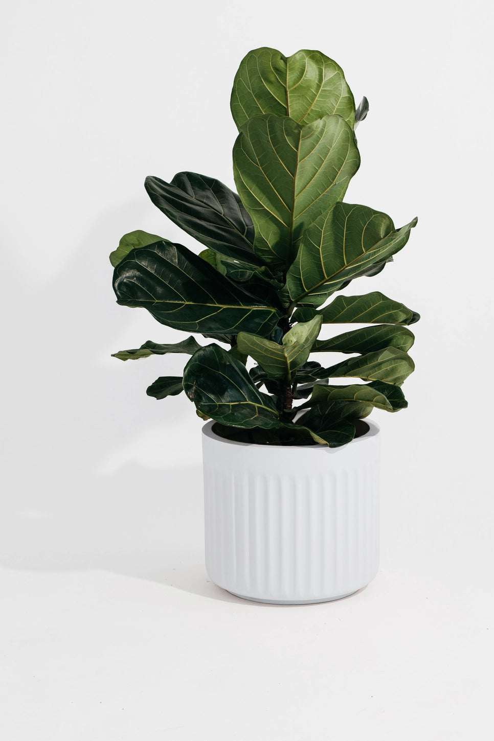 Hudson + Oak Arc Cylinder Planter