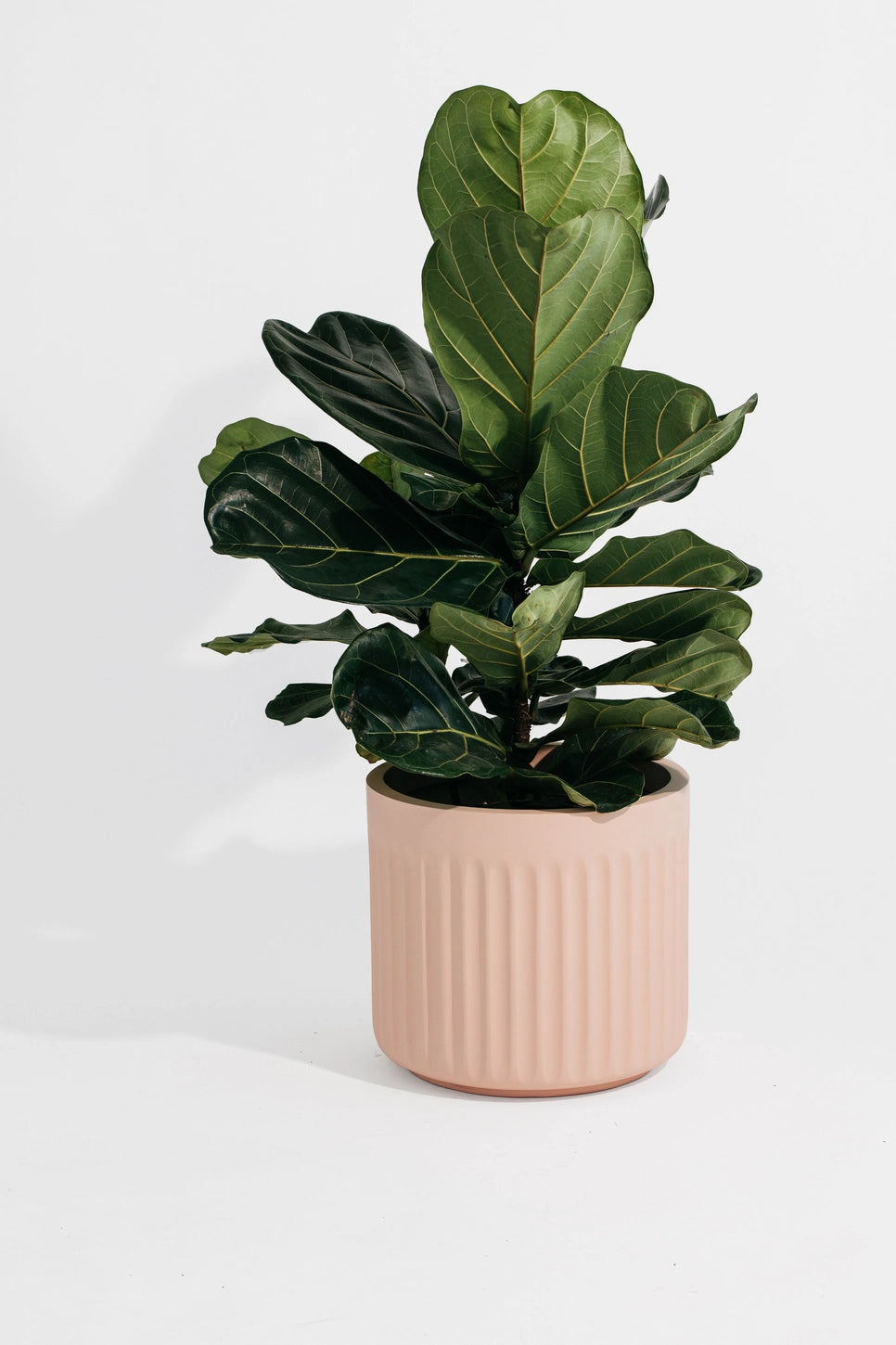 Hudson + Oak Arc Cylinder Planter