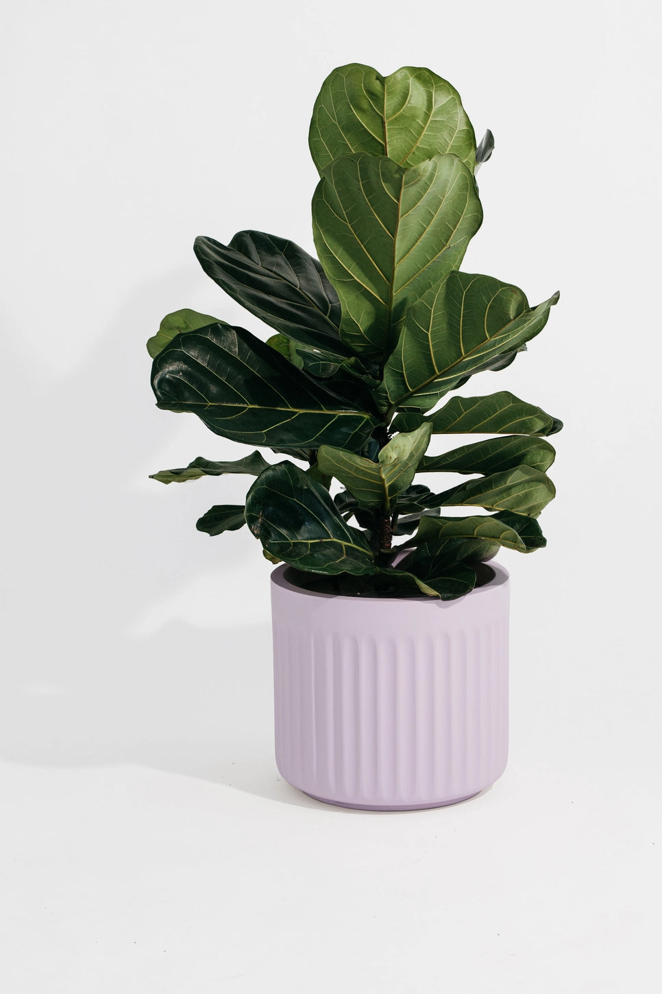 Hudson + Oak Arc Cylinder Planter