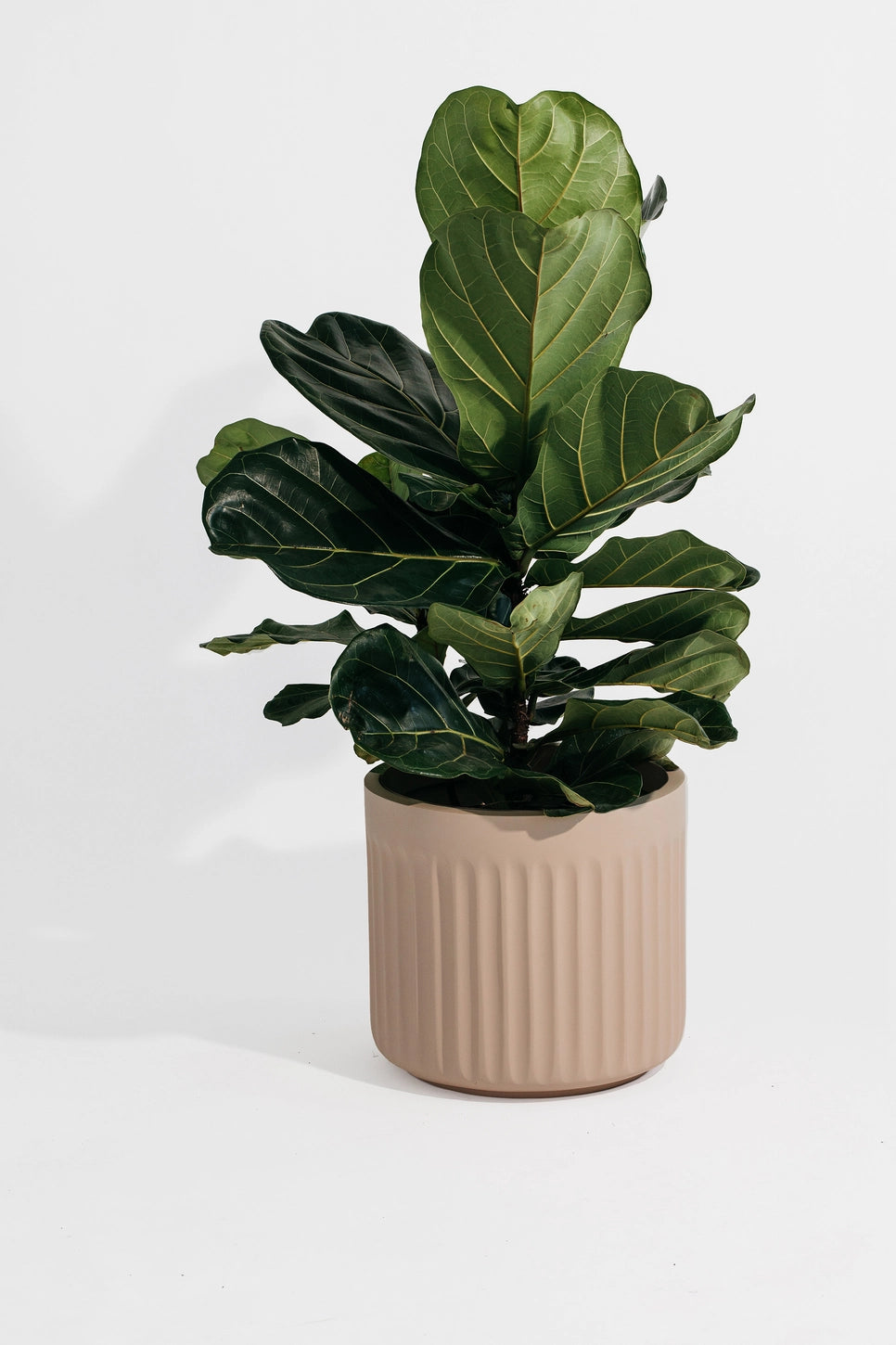 Hudson + Oak Arc Cylinder Planter