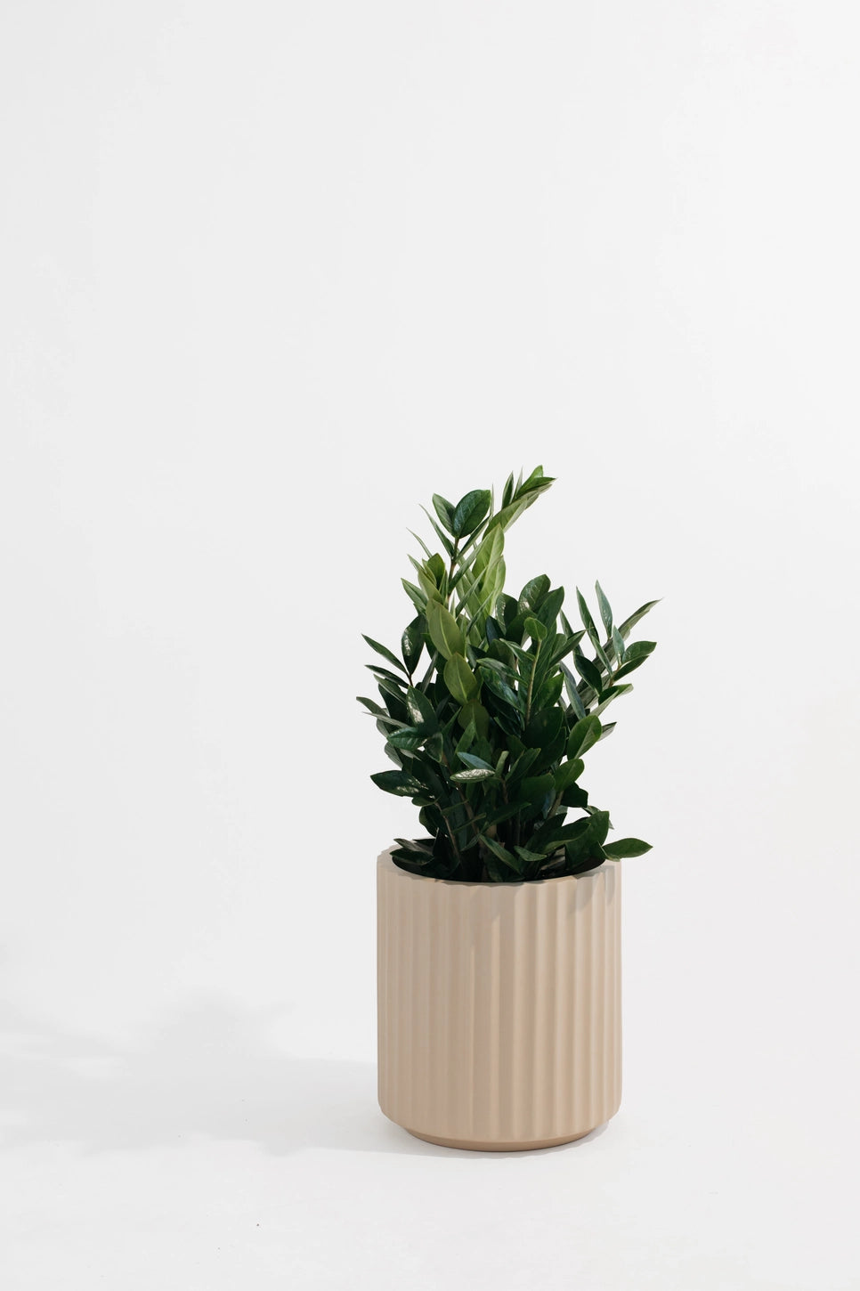 Hudson + Oak Scallop Cylinder Planter