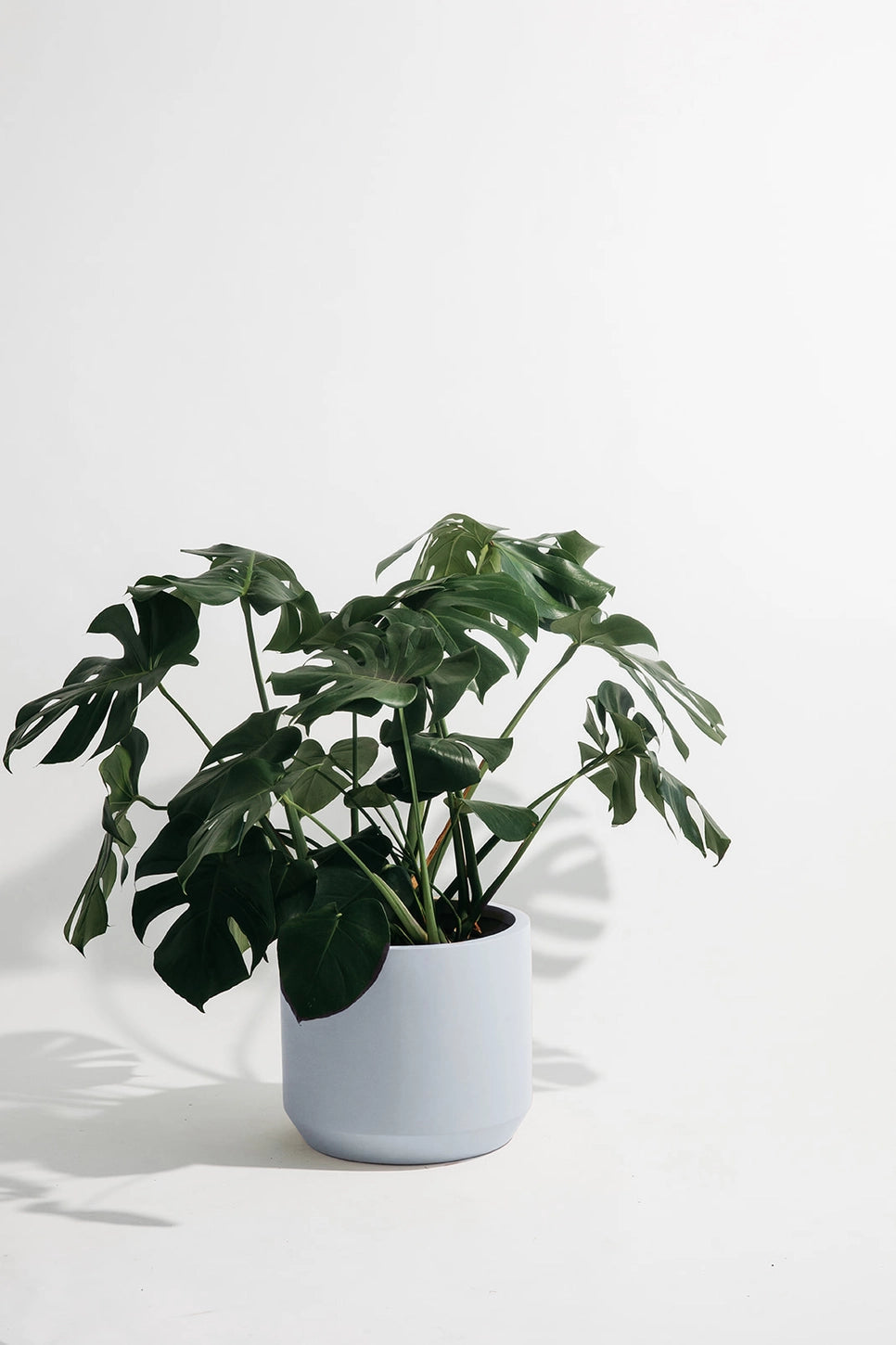 Hudson + Oak Carver Low Cylinder Planter