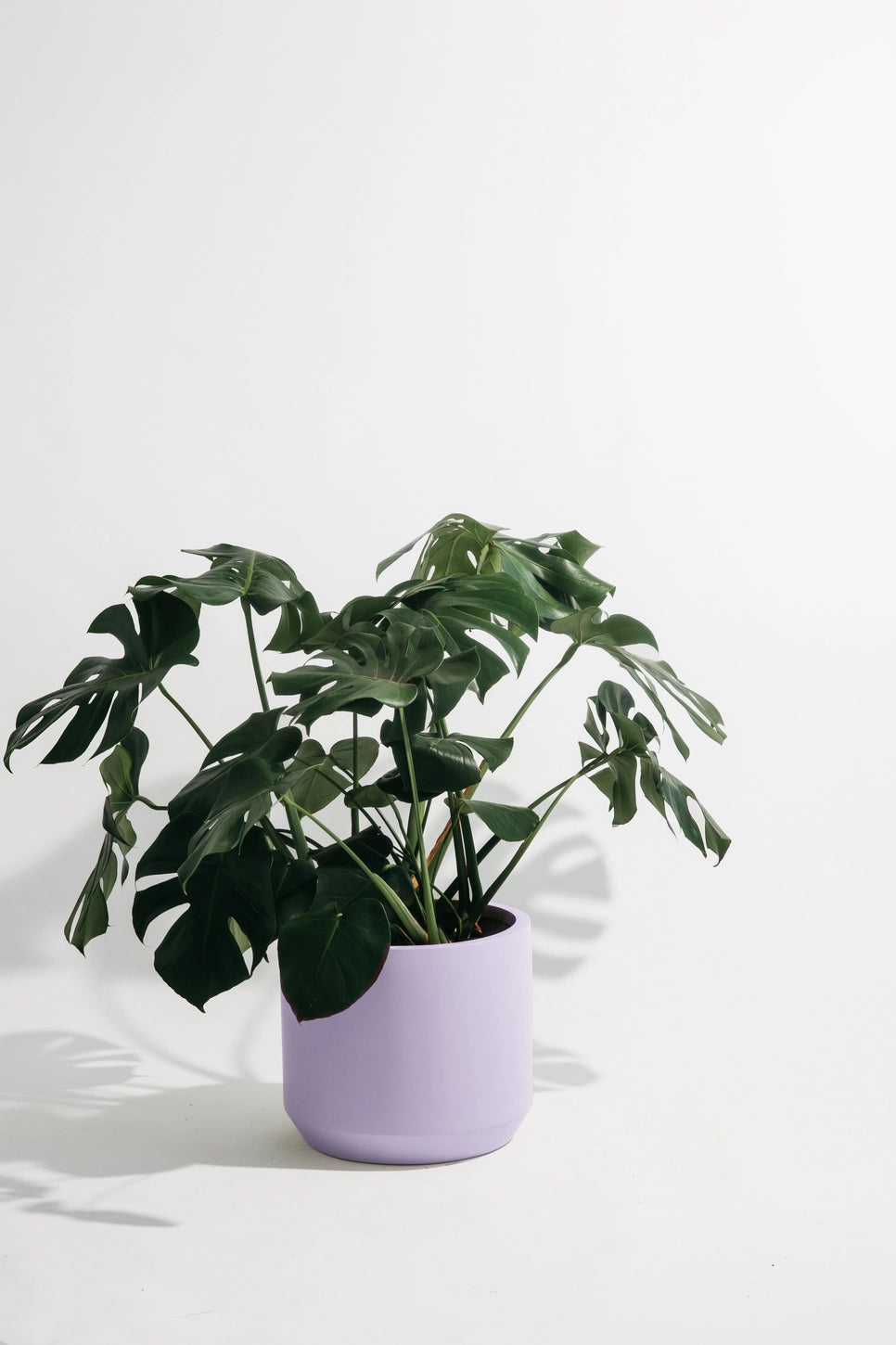 Hudson + Oak Carver Low Cylinder Planter
