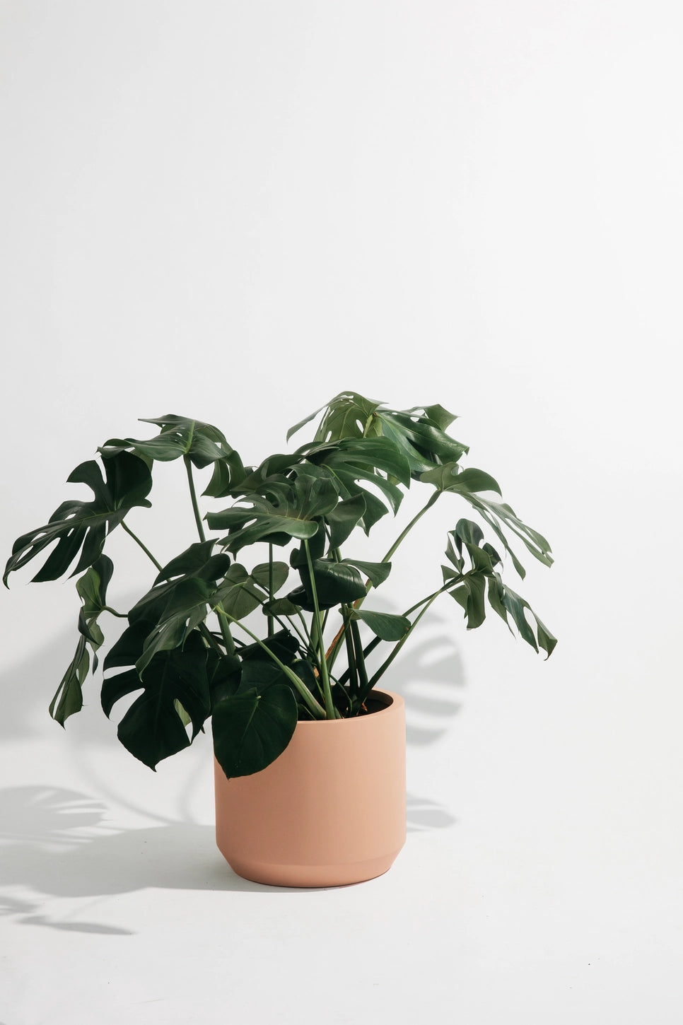 Hudson + Oak Carver Low Cylinder Planter