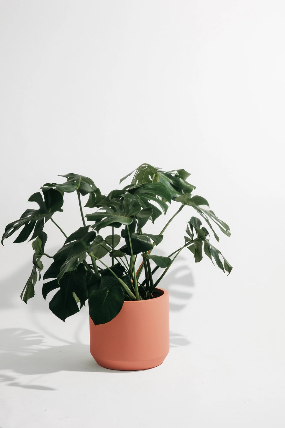Hudson + Oak Carver Low Cylinder Planter