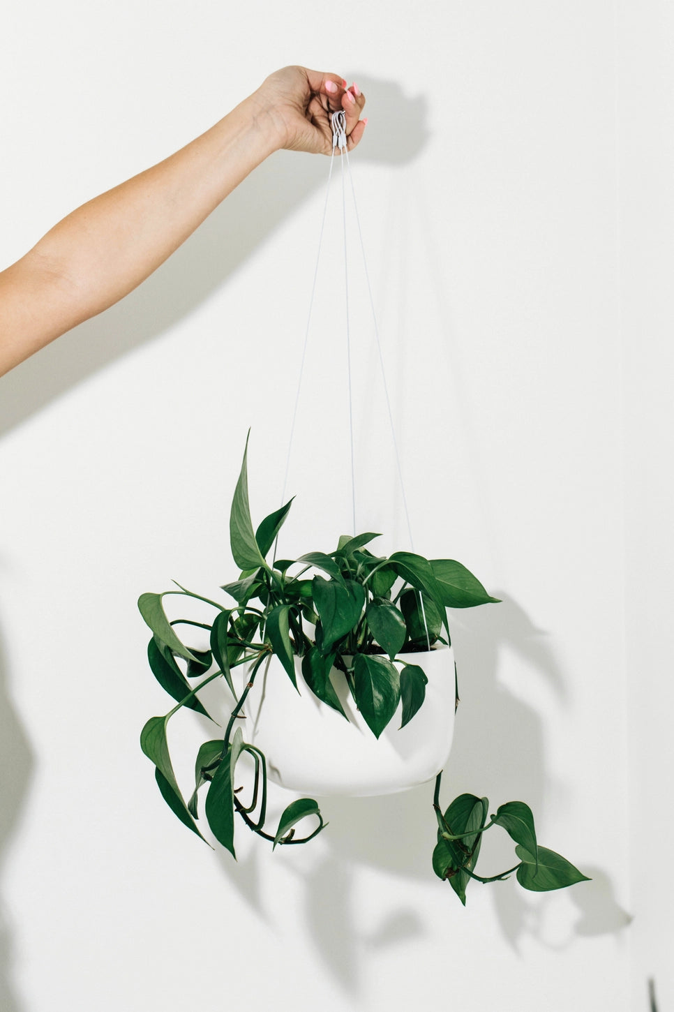 Hudson + Oak Hanging Planter