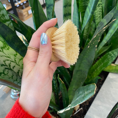 No Tox Life Dish Brush Replacement Head