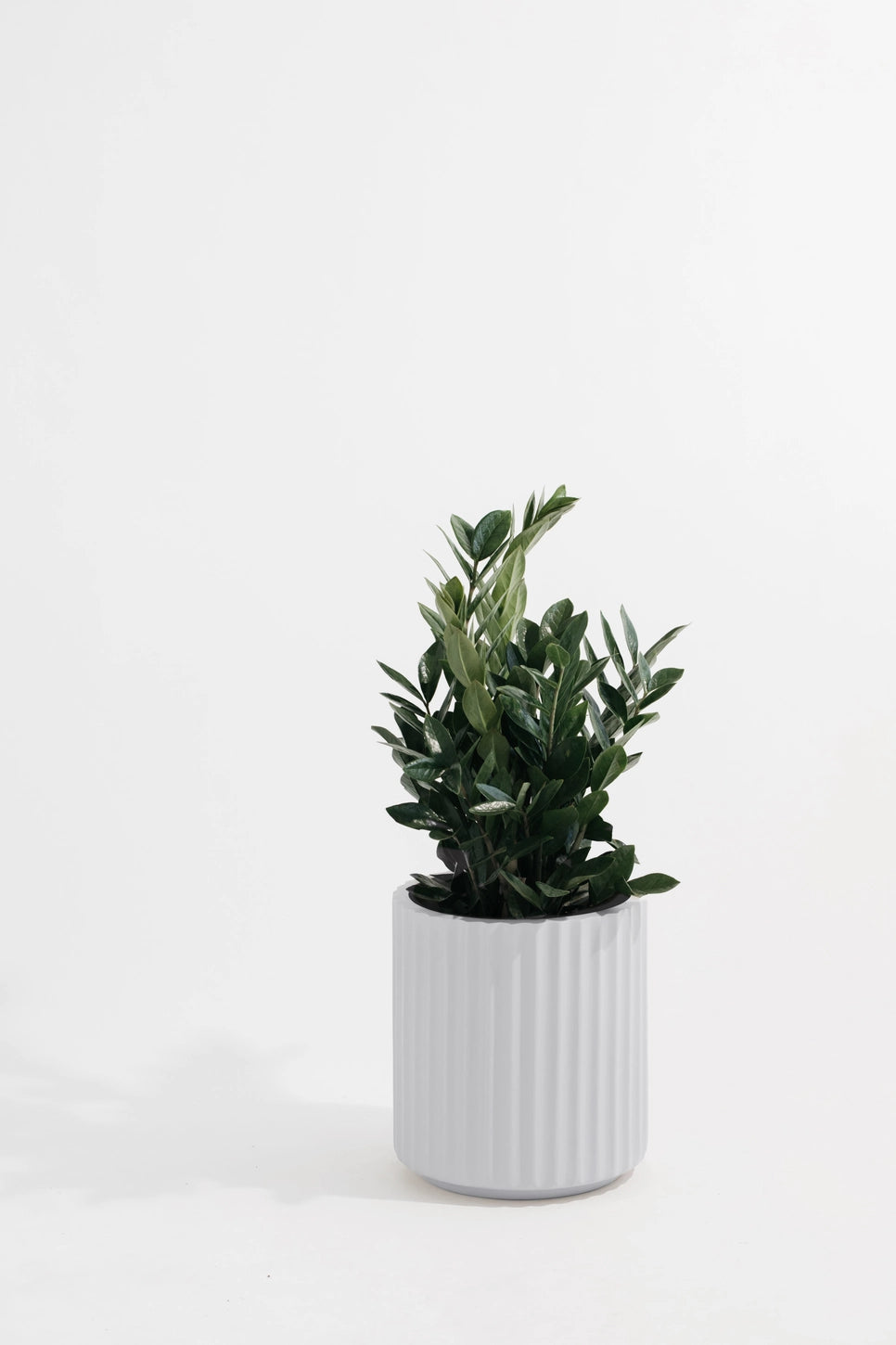Hudson + Oak Scallop Cylinder Planter